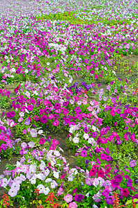 花朵紫色季节骑术植物叶子农业花瓣花园生长团体图片