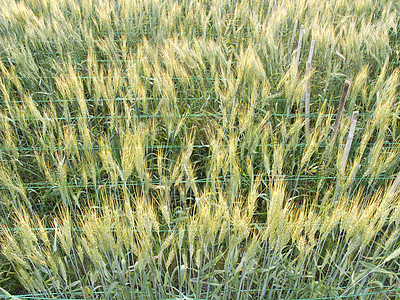 绿色大麦田土地面粉小麦乡村谷物农业农田黄色种子粮食图片
