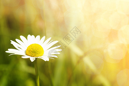 浅聚焦的菊花田洋甘菊宏观季节花瓣甘菊生长场地草地荒野植物群图片