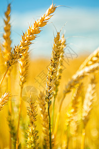 小麦小麦种植食物棒子蓝色天空场地阳光农场种子拼写风景图片