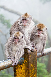猴子的家属黑色旅行母性棕色热带婴儿孩子荒野灵长类家庭图片