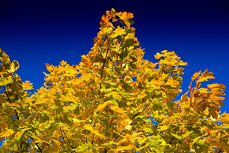 秋秋树橙子蓝色季节金子场景森林风景树叶公园叶子图片