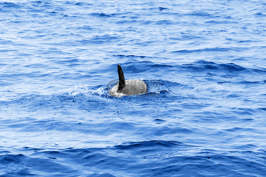 海豚速度游泳哺乳动物力量生物自由乐趣荒野海洋野生动物图片