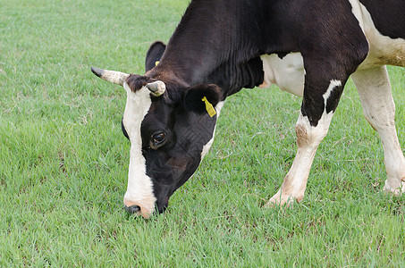 奶牛农场动物草地农田哺乳动物环境国家乡村绿色农村牛肉图片