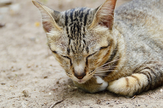 睡猫耳朵说谎眼睛宠物小猫虎斑乐趣晶须动物毛皮图片