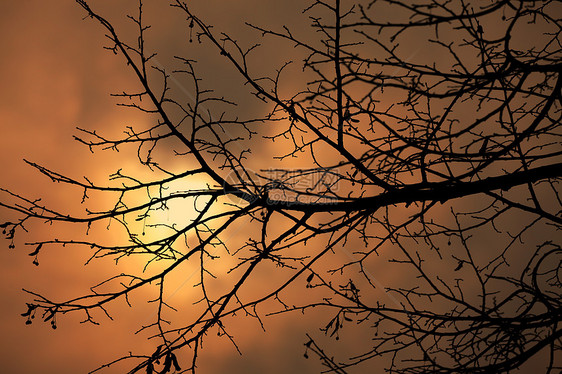 树太阳公园日落树叶环境日光天空木头植被森林图片