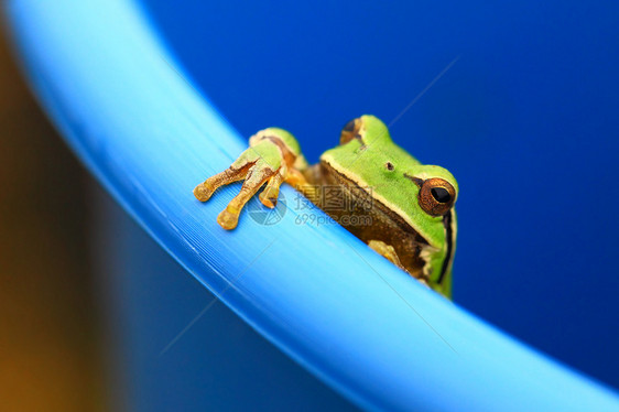 青蛙生态动物蟾蜍野生动物蓝色管子雨蛙乔木两栖宏观图片