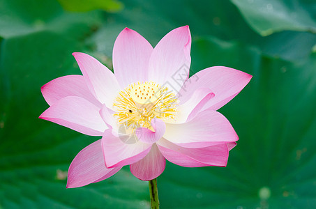 莲花场地叶子百合热带植物树叶植物群精神牧歌花瓣图片