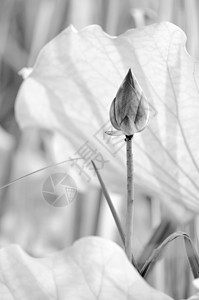 黑色和白莲精神树叶美丽百合花园花瓣热带植物群农场植物图片