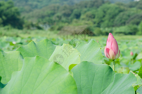 莲花植物群精神花园植物花瓣树叶热带场地叶子牧歌图片