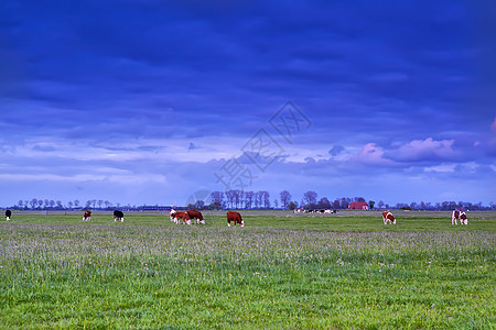 日落时在牧草上放牧的牛动物天气乌云草地牧场风暴天空地平线农田草原图片