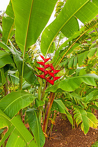 香蕉异国热带农场水果情调灌木种植园农业植物树叶图片