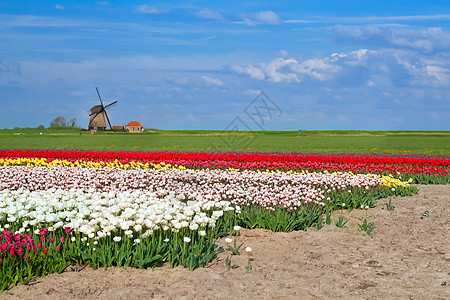 Alkmaar的风车和多彩郁金园图片