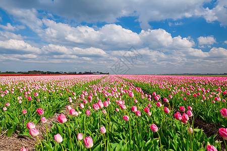带有粉红色郁金香和蓝色天空的田地 荷兰图片