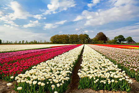 Alkmaar地区多彩的郁金园和农舍图片