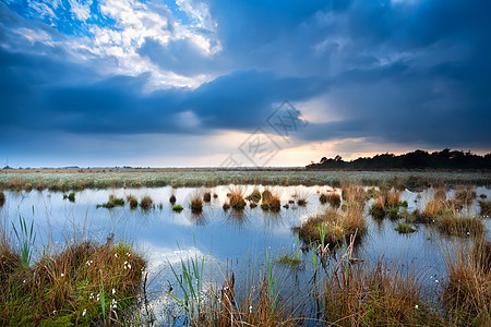 沼泽的宁静天气图片