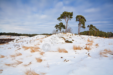 冬季雪山上的松树图片