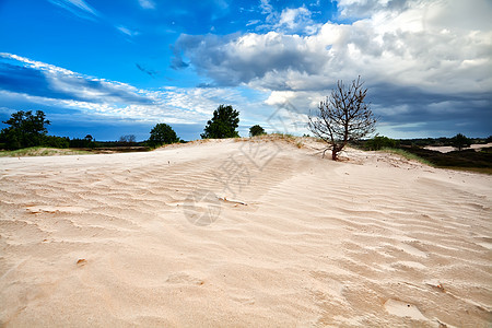 沙丘和蓝天上的树上图片