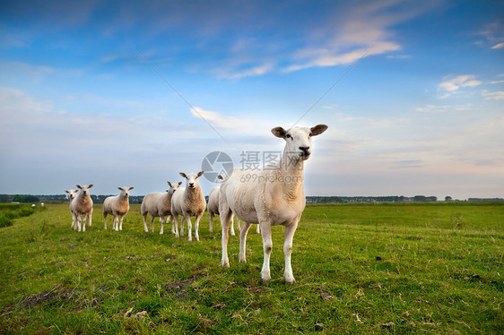 在牧场上放牧的牧羊图片