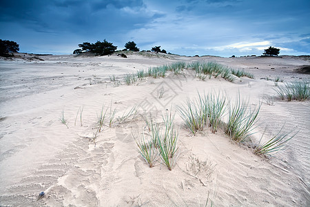 Appelscha 在沙丘上的沙质图片