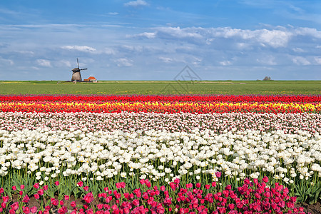 北荷兰Alkmaar的彩色郁金园图片