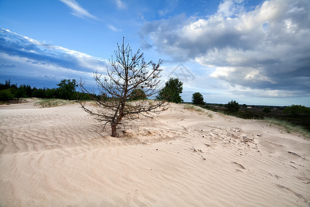沙丘上的干松树图片