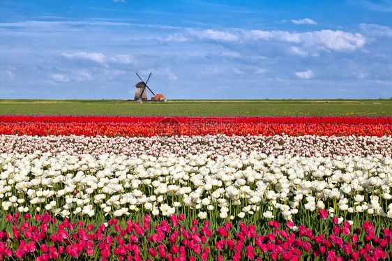盛开的郁金香花和荷兰风车图片