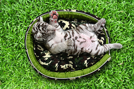 婴儿白老虎躺在床垫里猫科动物群生物绿色白色条纹野生动物垫子荒野哺乳动物图片