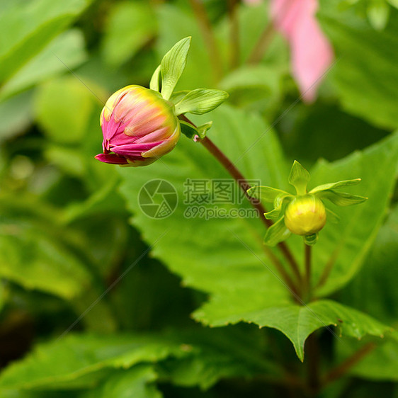 未打开的花朵边缘园艺黏土树叶脆弱性季节风口浪尖植物叶子花瓣图片