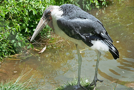 鹳鸟黑色羽毛翅膀海岸白色绿色荒野草地动物园野生动物图片