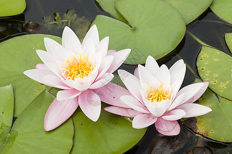 鲜花花园池塘睡莲植物群花瓣叶子植物太阳阳光百合图片