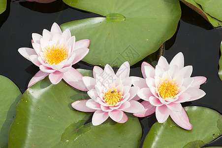 鲜花花园植物群太阳叶子阳光花瓣紫色睡莲池塘植物图片