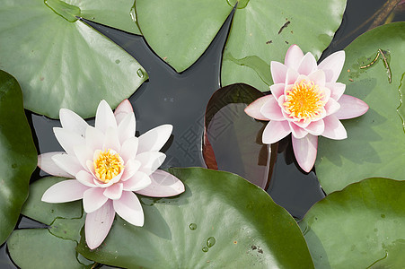 鲜花花瓣叶子太阳池塘荷花花园百合紫色阳光植物群图片