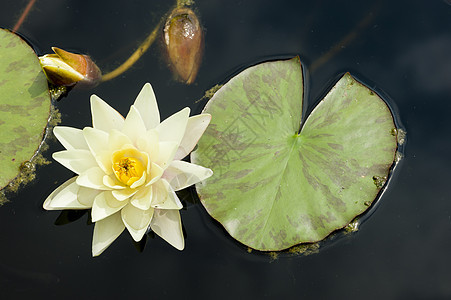 鲜花池塘季节花园叶子太阳百合紫色睡莲阳光植物图片