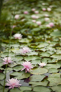 鲜花池塘叶子季节植物群花瓣阳光睡莲荷花紫色植物图片