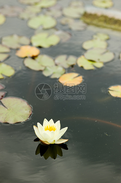 鲜花植物群叶子荷花睡莲紫色阳光百合季节太阳花瓣图片