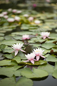 鲜花植物花瓣百合季节池塘紫色花园阳光睡莲太阳图片