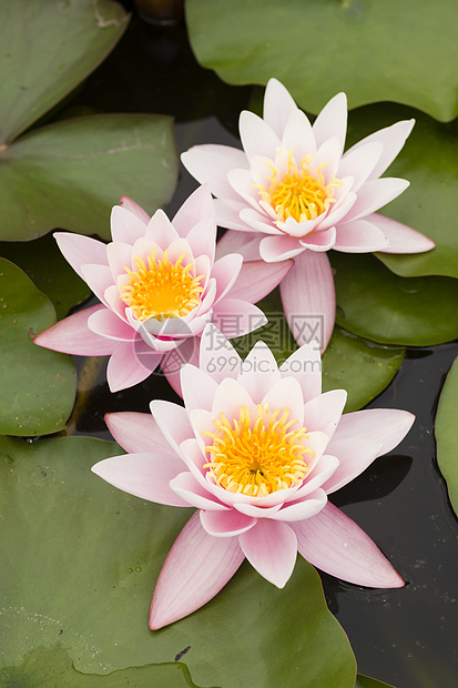 鲜花叶子池塘荷花睡莲太阳花园阳光花瓣植物百合图片