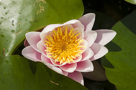 鲜花太阳阳光池塘百合睡莲荷花叶子植物花园季节图片