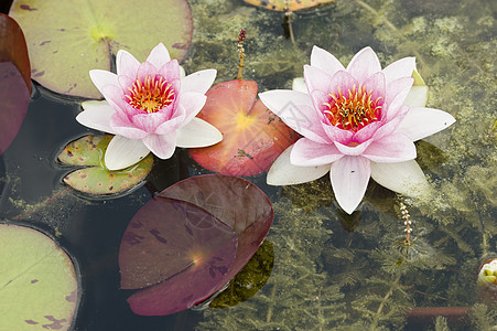 鲜花太阳花园植物季节植物群百合紫色阳光叶子花瓣图片