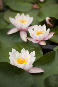 鲜花植物荷花百合睡莲太阳植物群池塘花园花瓣阳光图片