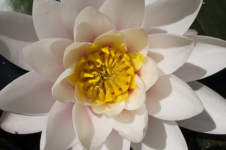 鲜花紫色睡莲季节花瓣叶子太阳池塘花园植物植物群图片