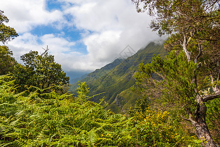 马德拉的绿色性质远足丘陵山脉热带植物气候旅游场景动物群农村图片