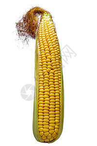 孤立的COB文化饮食谷物棒子农场耳朵粮食玉米蔬菜收成图片