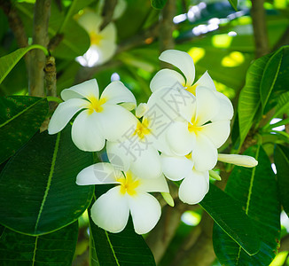 弗朗吉帕尼花花植物学自然绿色背景白色叶子后院生长气候植物图片