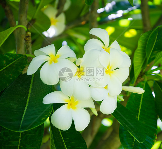 弗朗吉帕尼花花植物学自然绿色背景白色叶子后院生长气候植物图片