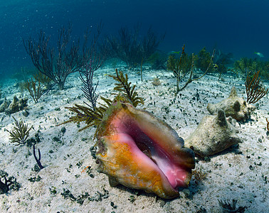 水下螺壳海洋甲壳栖息地假期热带蜗牛动物贝壳图片
