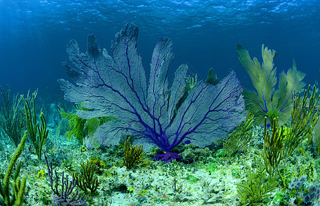 巴哈马珊瑚礁上美丽的紫色海风扇图片