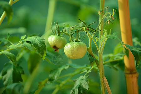 在藤上种植绿番茄图片