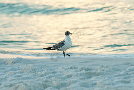 Florida海滩场景野生动物手表分发翅膀辉光动物白色移民海鸥自由图片